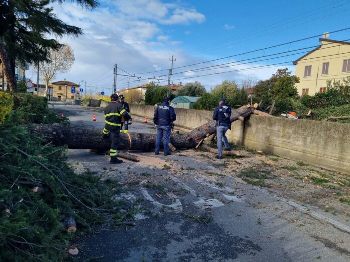 Albero abbattuto dal vento sui binari a Zolino